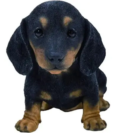 PP Black/Brown Dachshund Puppy