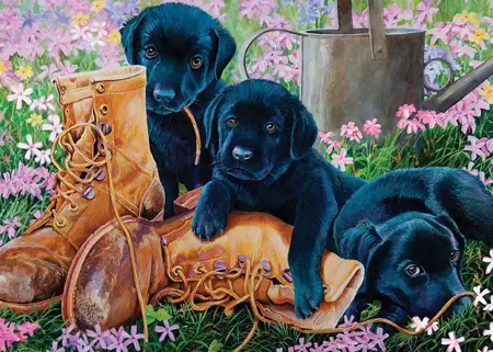 Black Lab Puppies