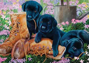 Black Lab Puppies