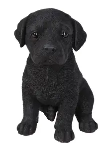 Black Labrador Pup