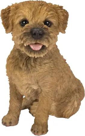 RL Border Terrier