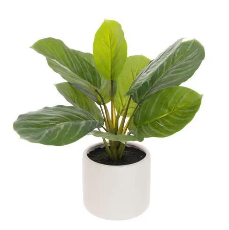 Calathea In Ceramic Pot 38cm - image 1