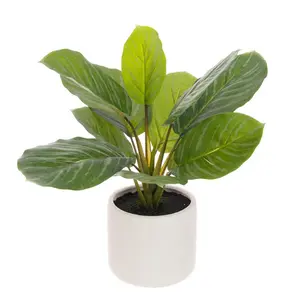 Calathea In Ceramic Pot 38cm - image 1