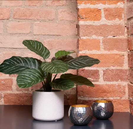 Calathea In Ceramic Pot 38cm - image 2