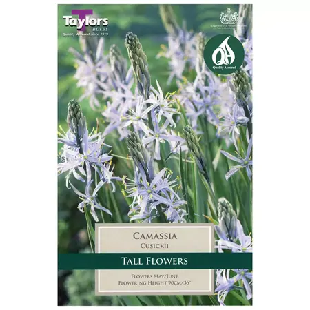 Camassia Cusickii 12-14 P/P