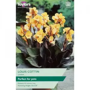 CANNA LOUIS COTTIN I P/P