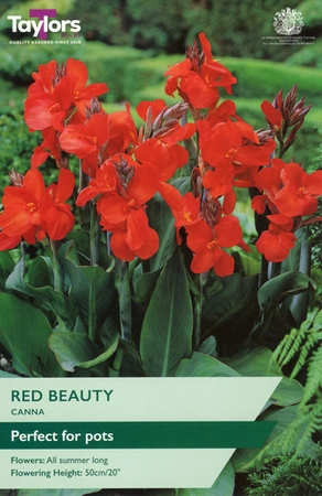 CANNA RED BEAUTY I P/P