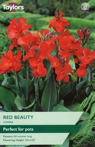 CANNA RED BEAUTY I P/P