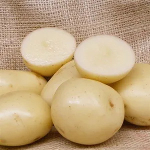 2KG POTATO CASABLANCA 30-55