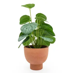 Chinese Money Plant In Paper Pot - image 1