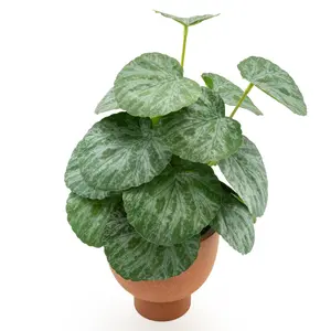 Chinese Money Plant In Paper Pot - image 2