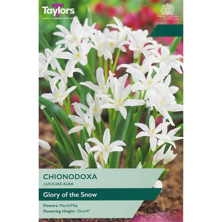 Chionodoxa Luciliae Alba 5+ P/P