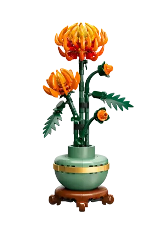 Chrysanthemum - image 2