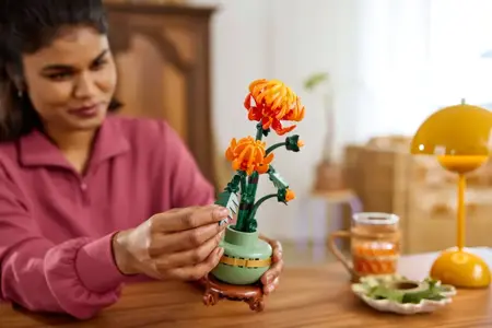 Chrysanthemum - image 4