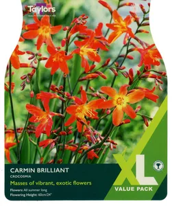 CROCOSMIA CARMIN BRILLIANT 7-8 XL