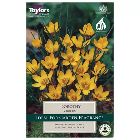 Crocus Dorothy 5-7 P/P