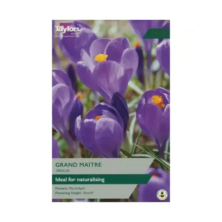 Crocus Grand Maitre 7-8 P/P