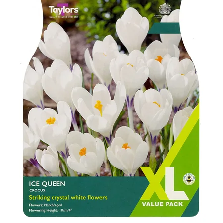 CROCUS ICE QUEEN 5+ XL