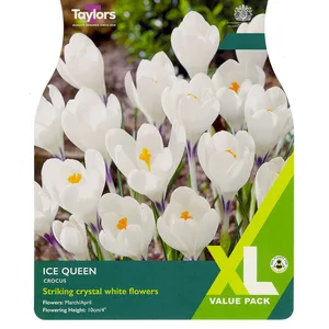 CROCUS ICE QUEEN 5+ XL