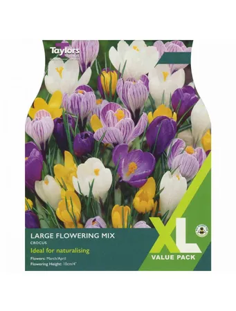 Crocus Large Flowering Mixed 7-8 Xl