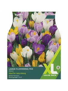 Crocus Large Flowering Mixed 7-8 Xl