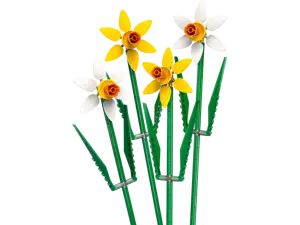 Daffodils - image 1