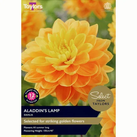 Dahlia Aladdin'S Lamp I Sse