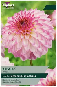 Dahlia Arbatax I P/P