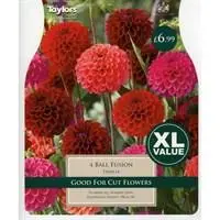 Dahlia Ball Fusion I Xl