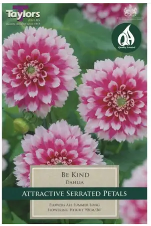 DAHLIA BE KIND I P/P