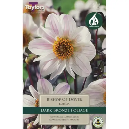 Dahlia Bishop Of Dover I P/P