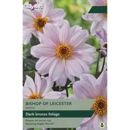 DAHLIA BISHOP OF LEICESTER I P/P