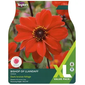 DAHLIA BISHOP OF LLANDAFF I XL
