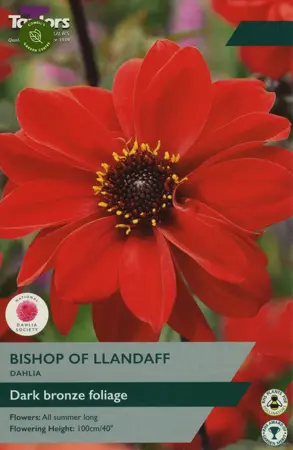 Dahlia Bishop Of Llandaff I P/P
