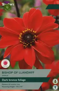 Dahlia Bishop Of Llandaff I P/P