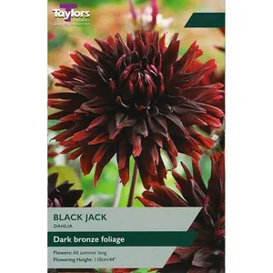 DAHLIA BLACK JACK I P/P