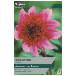 Dahlia Blue Bayou I P/P