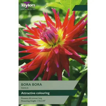 Dahlia Cactus Bora Bora I P/P