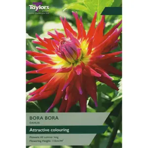 Dahlia Cactus Bora Bora I P/P