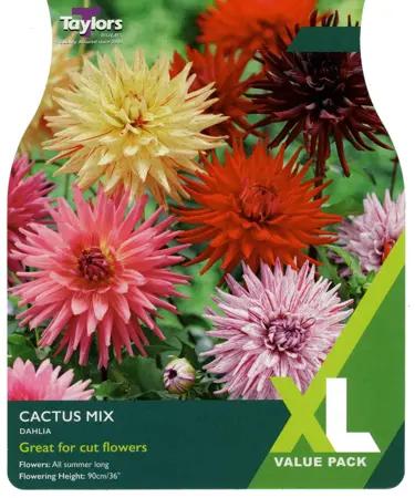 DAHLIA CACTUS MIXED I XL