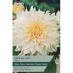 DAHLIA CAFE AU LAIT I P/P