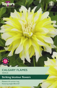 DAHLIA CALGARY FLAMES I P/P