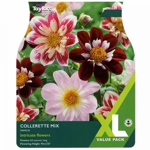 Dahlia Collerette Mixed I Xl