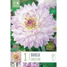 Dahlia Crazy Love I P/P