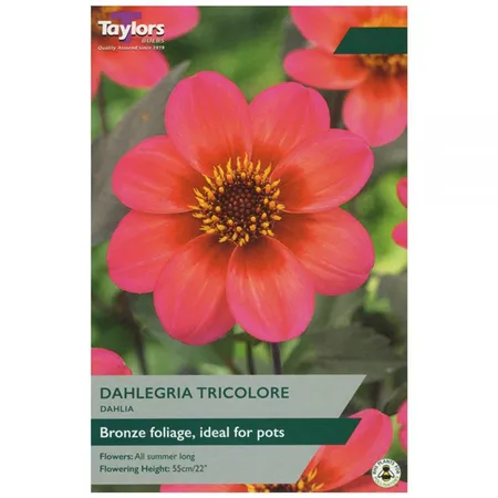 Dahlia Dahlegria Tricolore I P/P