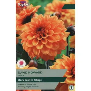 DAHLIA DAVID HOWARD I P/P
