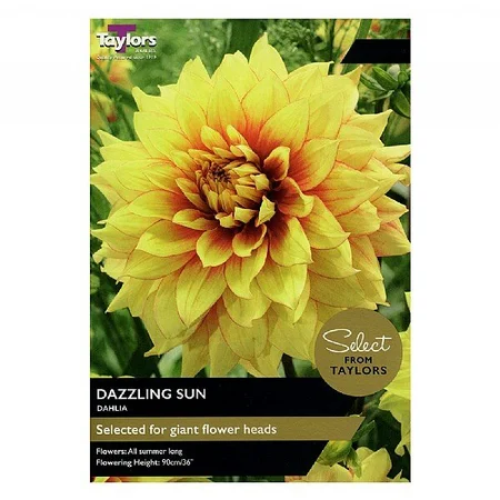 DAHLIA DAZZLING SUN I SSE