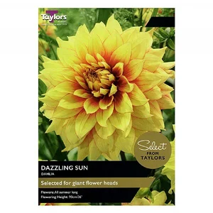DAHLIA DAZZLING SUN I SSE