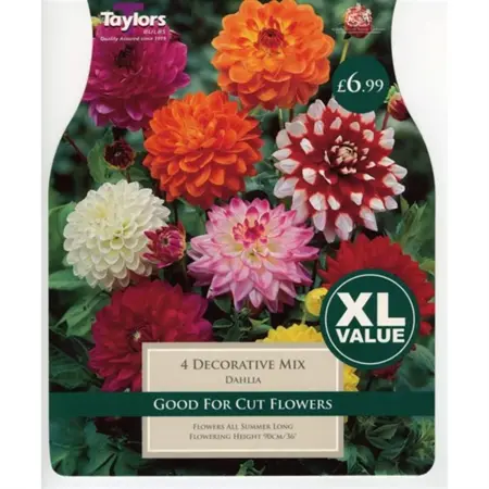 DAHLIA DECORATIVE MIXED I XL