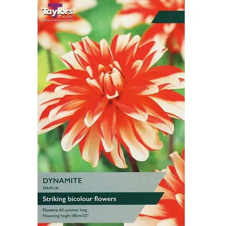 DAHLIA DYNAMITE I P/P